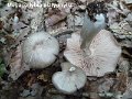 Megacollybia platyphylla-amf461